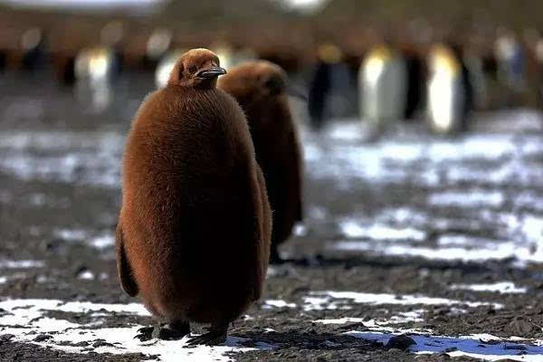 王企鹅幼崽图片图片