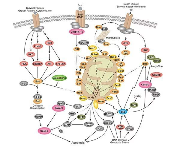 凋亡与信号通路相关