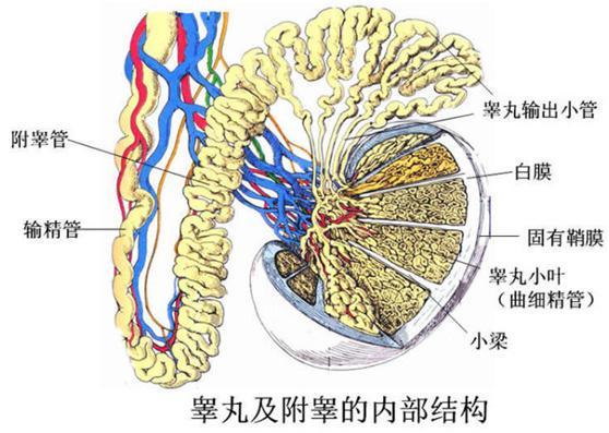 附睾紧贴睾丸的上,外后,下端,分为头,体,尾部,头部连接睾丸,尾部连接