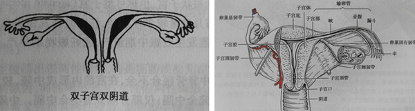 阴道里的暗室