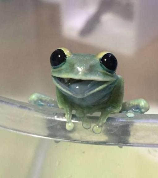 史上最萌超级大眼小树蛙,会把你融化成一滩水!