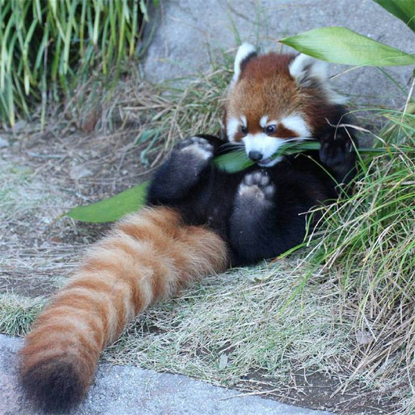 小熊猫的尾巴较长,尾巴毛上有一环环的花纹,因此别名"九节狼.