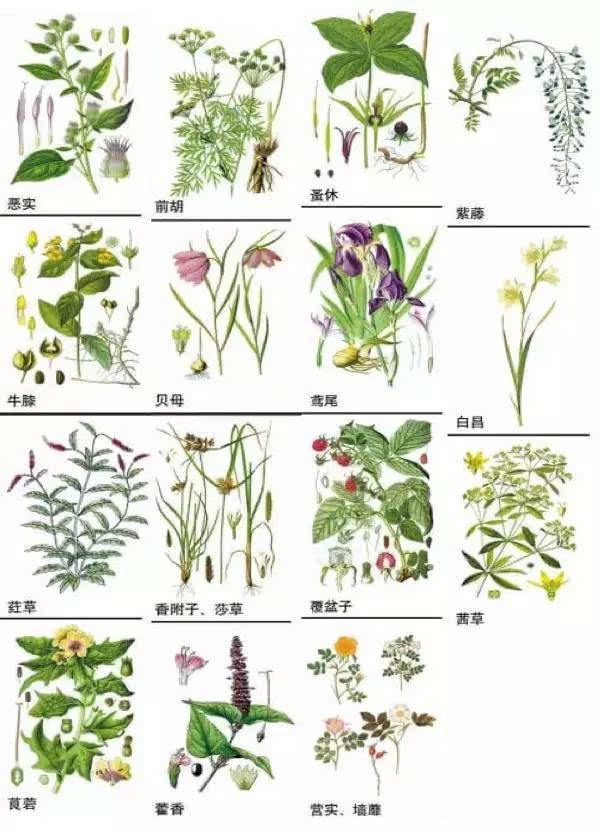 148种中草药,你能认出几个?速速收藏学习!