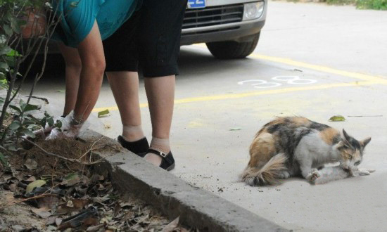 花花与三猫虐猫事件图片