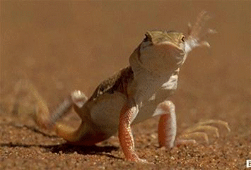 沙漠蜥蜴奔跑gif图片