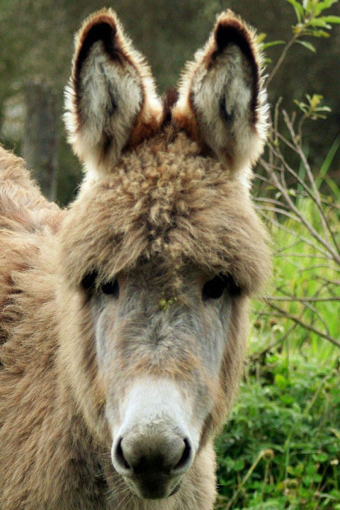 驴,一种温柔倔强而常在神话中出现的动物