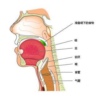 喉管和气管食管位置图图片