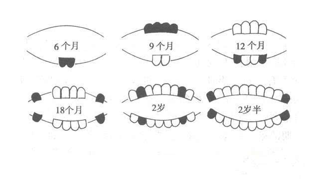 幼犬换牙顺序图解图片