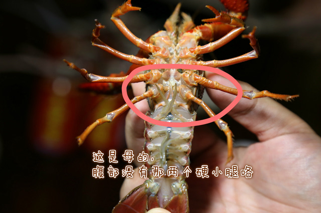 【夏·好食光】吃了那么多小龙虾,会分公母吗?