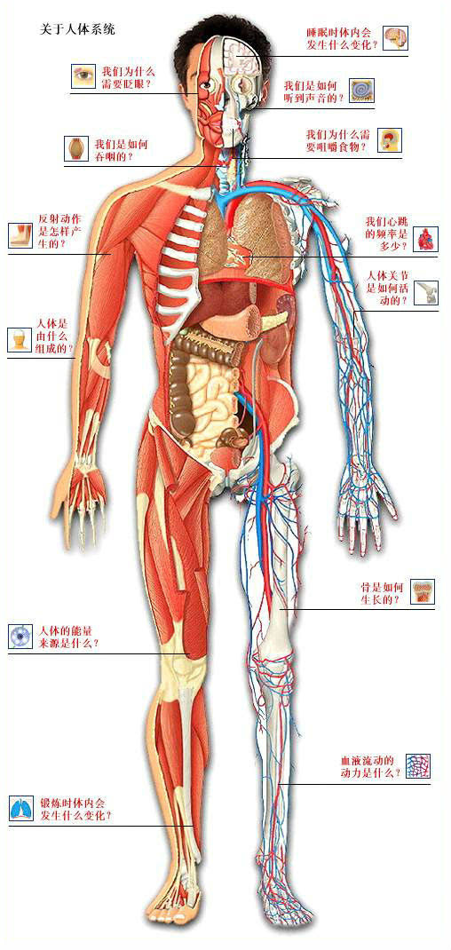 人体解剖图解实体图片