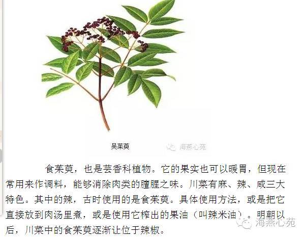 茱萸是什么植物功效图片