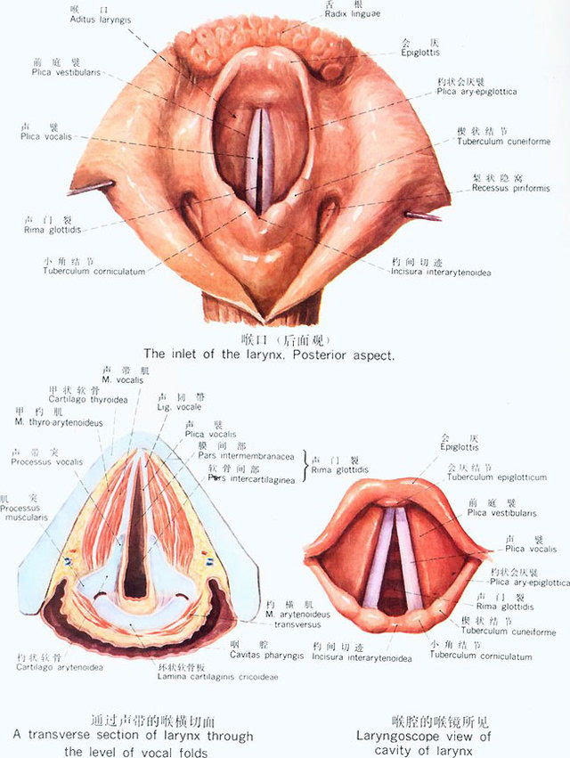 声带与喉咙位置图图片