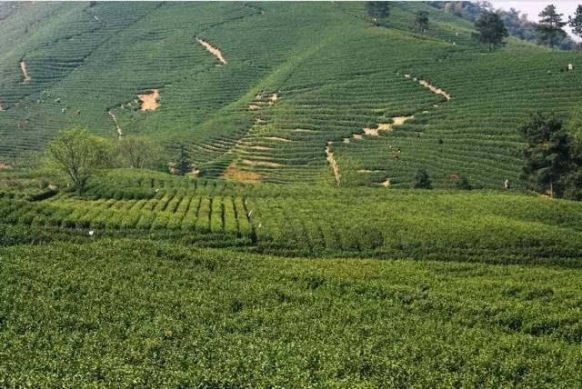 茶旅世界·最美茶園參評丨託峰安吉白茶文化園