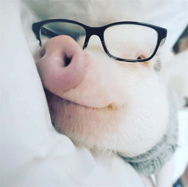 刚刚看到你了猪的图片图片