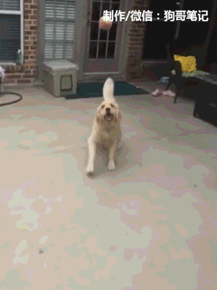 金毛狗狗高兴的出来玩球,结果一跳起来就尴尬了!
