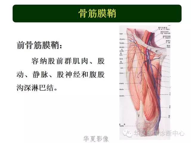 下肢高清解剖图