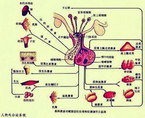 內分泌大起底