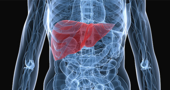 肝癌的位置图片