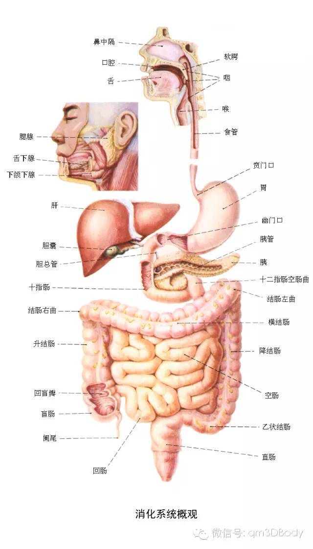 人体腹部器官图示图片