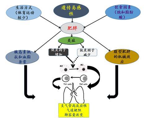 肥胖患者存在與哮喘病理生理機制類似的抗炎巨噬細胞向促炎巨噬細胞的