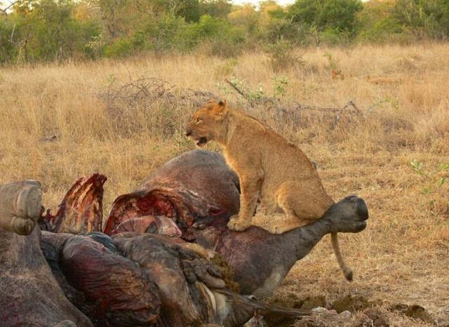黑犀牛vs狮子图片