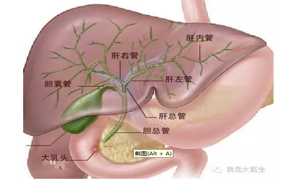 内胆汁引流,包括胆管十二指肠吻合术(eus