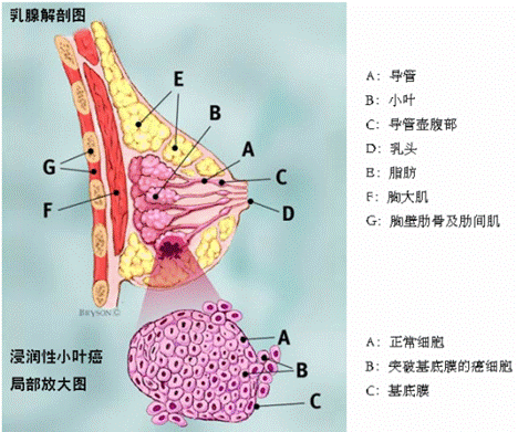 乳腺导管示意图图片