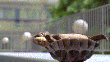 乌龟伸缩头gif图片