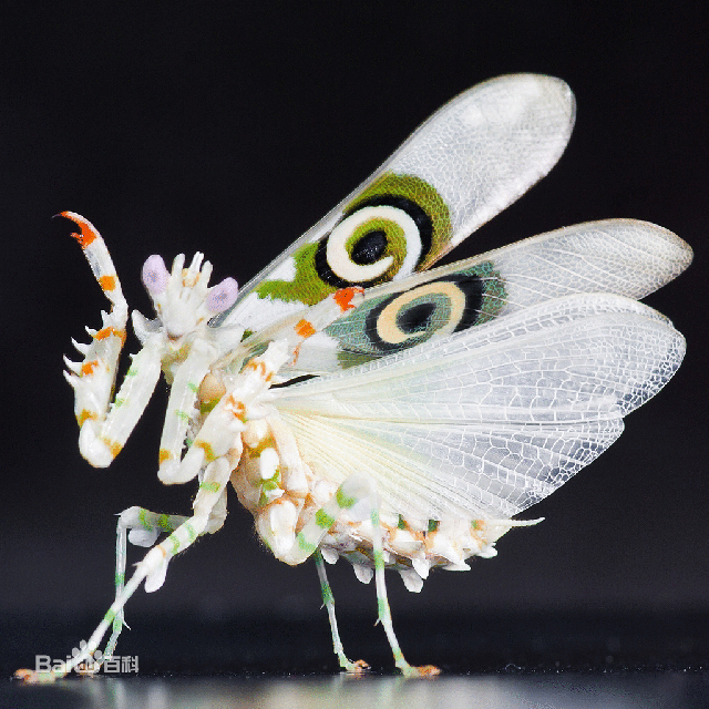 微张翅膀的刺花螳螂 兰花螳螂(hymenopus coronatus)