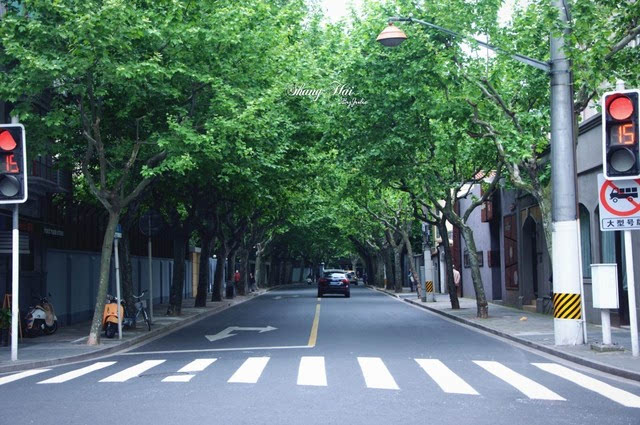 上海街景 梧桐树图片
