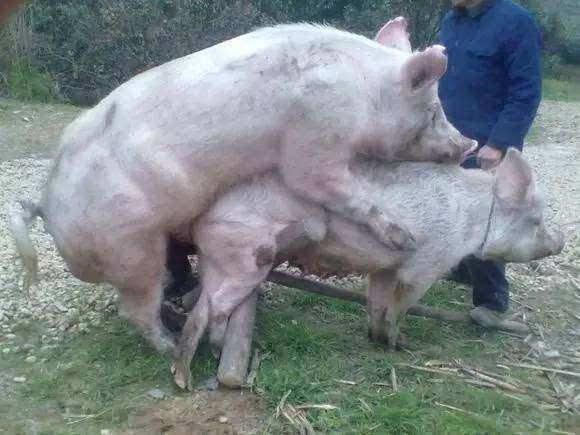 公猪和母猪配种,母猪的内心是崩溃的,原因是