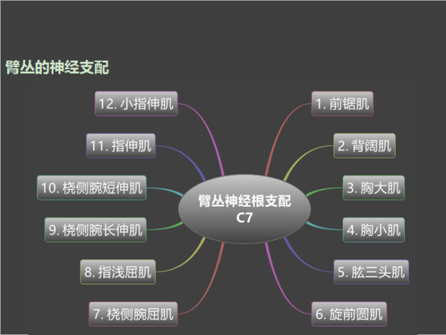 皮区皮神经分布: 上肢前面:肌皮神经,正中神经,尺神经