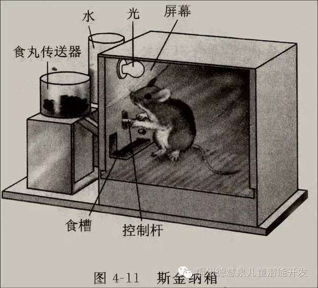 斯金纳箱:人类学习的秘密-送给为孩子学习,做作业发愁的家长