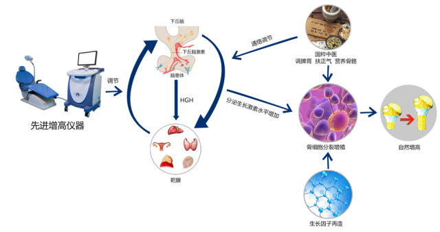 脑垂体分泌生长激素图片