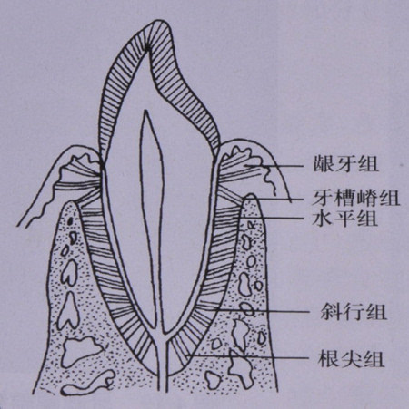 牙齿是如何固定在牙龈上的?