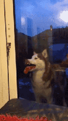 狗狗舔屏幕的表情包图片