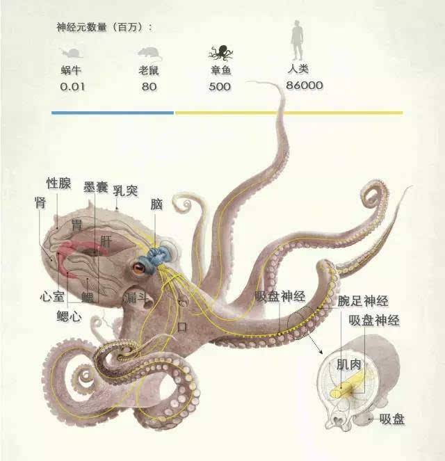 章鱼:这个星球最奇幻的物种之一