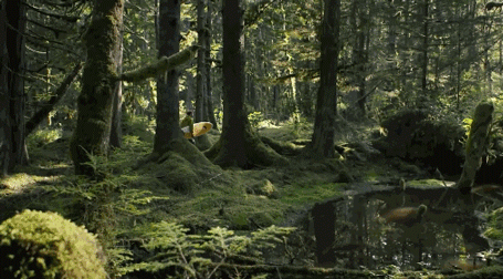 高清森林动态图片gif图片