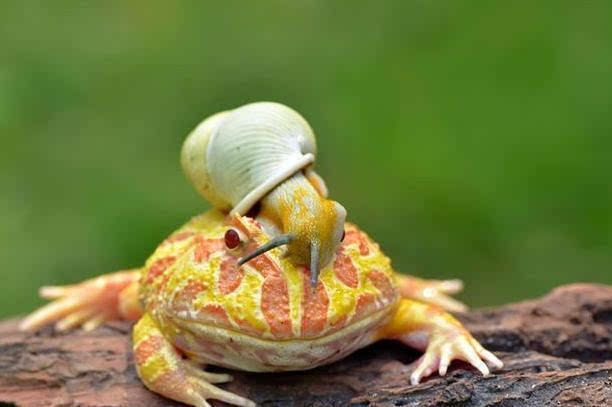 印尼角蛙戴"蜗牛头盔 这么帅,你妈妈知道吗?
