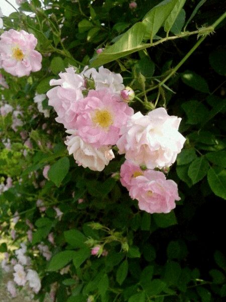 野生刺苔花图片