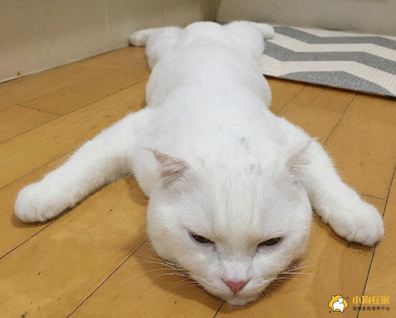 可爱白猫四脚趴地睡觉一脸疲惫累得跟狗一样
