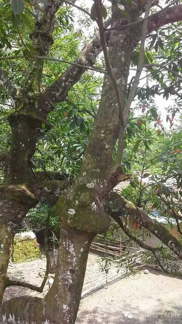 科普尼泊尔金刚菩提树,了解菩提籽生长过程!