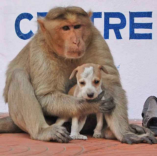 印度一只猴救了一只狗,上演猴狗不分离的亲情故事