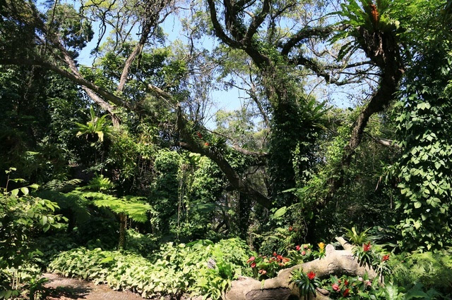 廈門植物園美翻天了