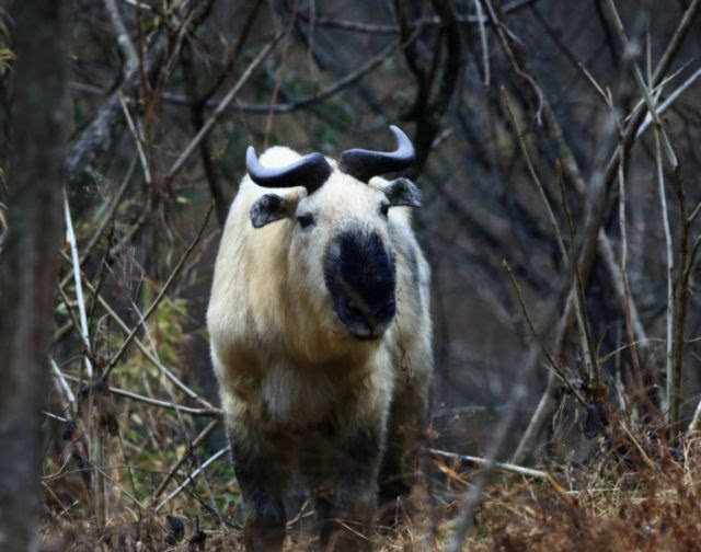 在不到一年的時間內,彭州兩男子非法獵殺國家保護野生動物4只,並分食