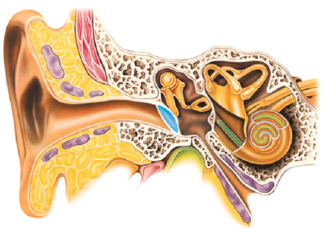 耳垂解剖图片