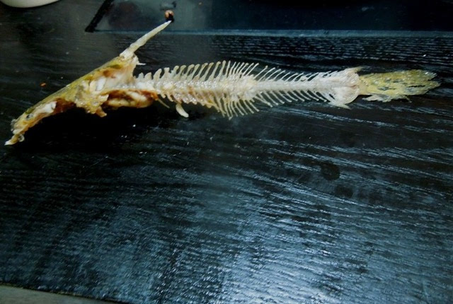 金鲳鱼骨架图片