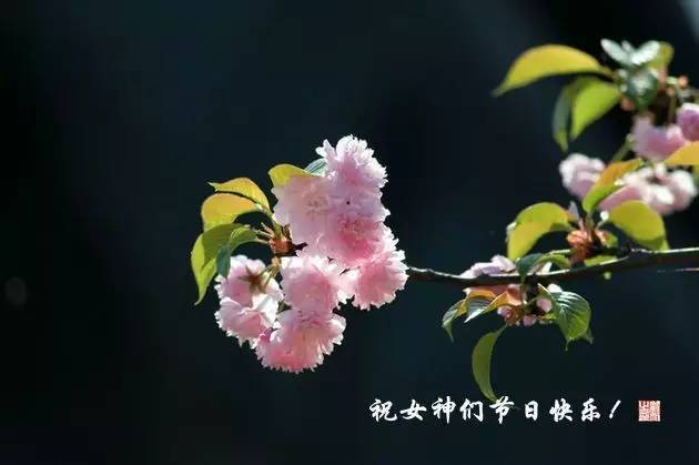 祝女神们节日快乐