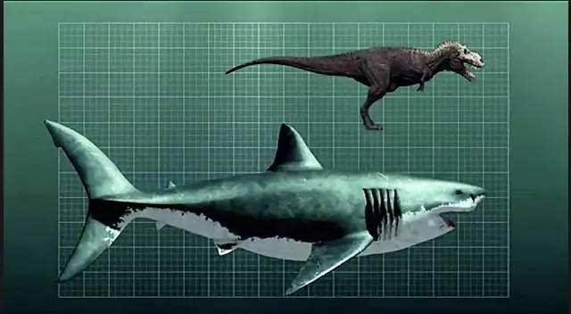 巨齿鲨牙齿和大白鲨牙齿对比 8棘龙