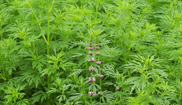 痛经草图片图片